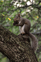 Squirrel in Fox River Grove