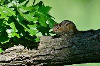 Chipmunk at Burnidge Forest Preserve