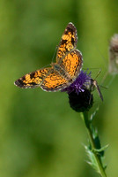 Pearl Crescent Butterfly at Judson College