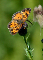 Pearl Crescent Butterfly at Judson College
