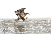 Juvenile Bald Eagle on the hunt