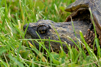 Snapping Turtle in Carpentersville
