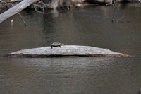 Turtle sunning at Carpentersville Dam