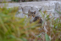 Kitten in Algonquin