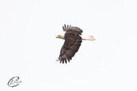 Bald Eagle on the hunt