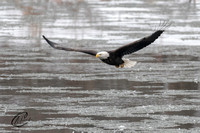 Bald Eagle failed fishing attempt