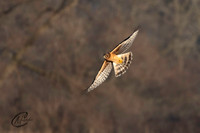 Northern Harrier on the hunt