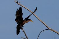 Double-Crested Cormorant in Carpentersville