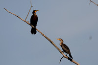 Double-Crested Cormorants in Carpentersville
