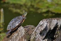Turtle sunning at Carpentersville Dam