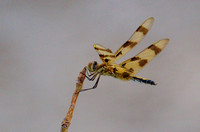 Dragonfly at Woods Creek Watershed