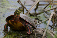 Turtle at Carpentersville Dam