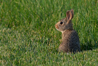 Baby Rabbit at Woods Creek Watershed