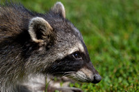 Raccoon at Carpentersville Dam