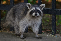 Raccoon at Carpentersville Dam