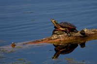 Turtle loving spring