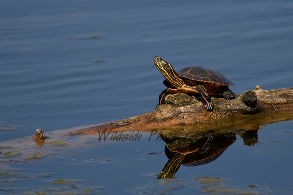 Turtle loving spring