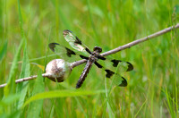 Dragonfly in Barrington