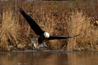 Bald Eagle Fishing
