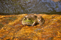 Frog at Willow Lake