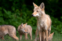 Mommy Coyote & Pups