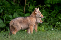 Coyote Pups