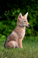 Coyote Pup