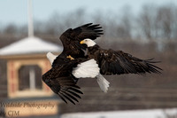 Bald Eagles fighting over fish
