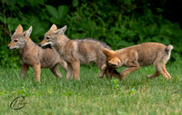 Coyote Pups Gone Wild