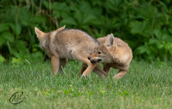 Coyote Pups Gone Wild