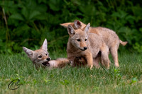 Coyotes & Fox