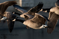 Canadian Geese Taking Off