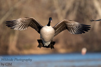 Canadian Goose incoming