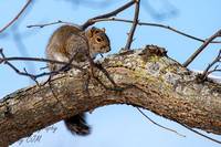 Squirrel Chillin'