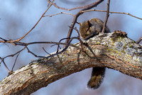 Squirrel Sleeping