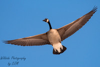 Canadian Goose Fly Over