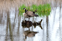 Canadian Goose Preening