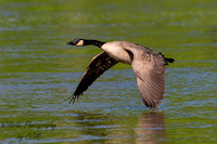Canadian Goose Cruisin' the River