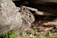 Baby Rabbit in the backyard
