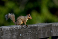Squirrel in Algonquin