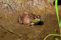 Frog at Dixie Briggs