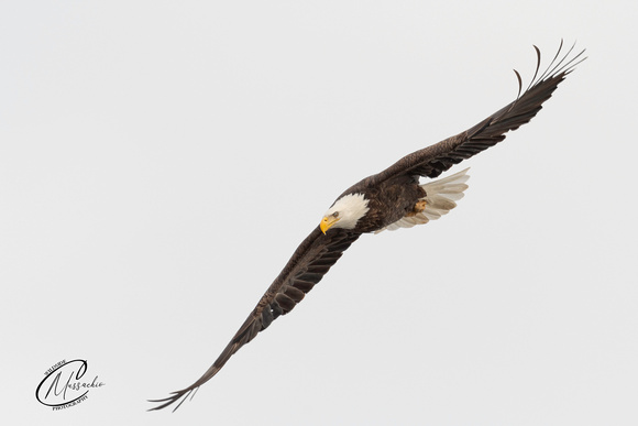 Bald Eagle Fly By