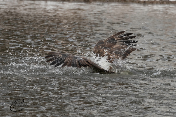 Bald Eagle failed fishing attempt