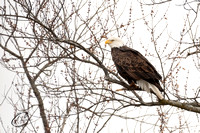 Bald Eagle on the look out