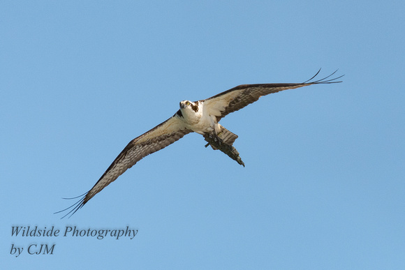 Osprey with nest material