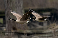 Canadian Geese Pair