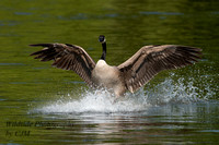 Canadian Goose landing