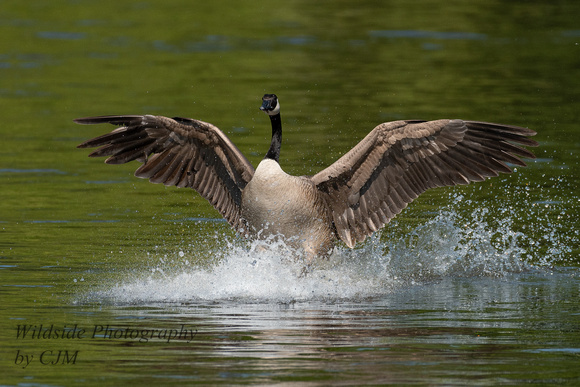 Canadian Goose landing