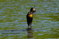 Double-Crested Cormorant with giant fish