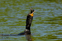 Double-Crested Cormorant with giant fish